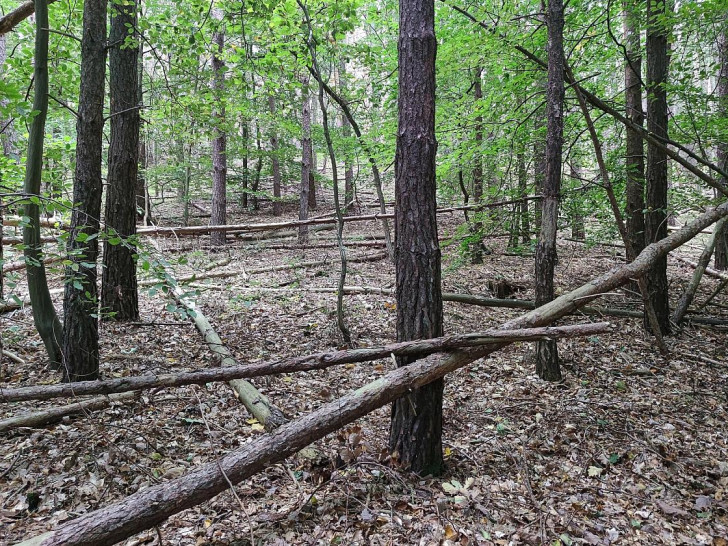 Wald (Archiv)