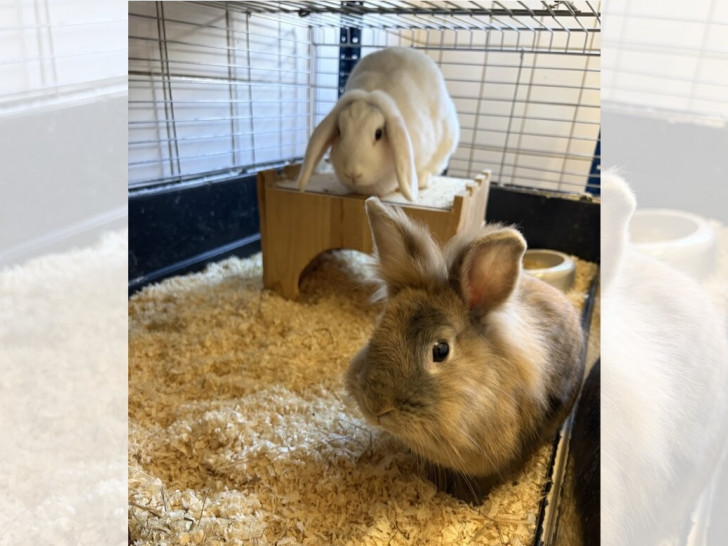 Die beiden Kaninchen sind auf der Suche nach liebevollen neuen Haltern.