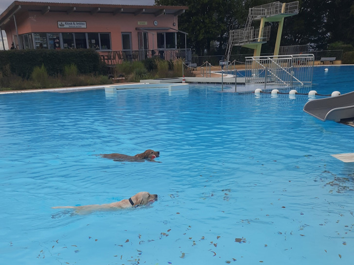 Hundeschwimmen im Freibad am Elm in Hemkenrode.