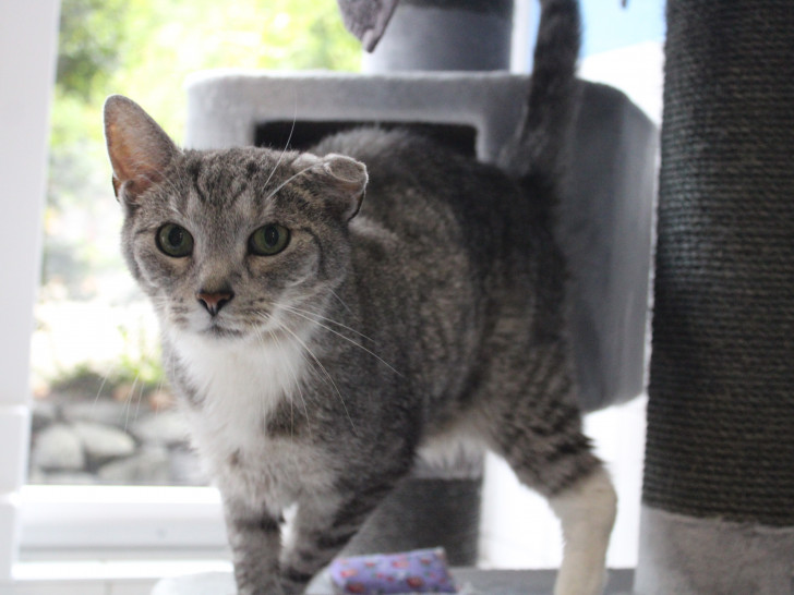 Stewart ist ein freundlicher und verschmuster Kater.