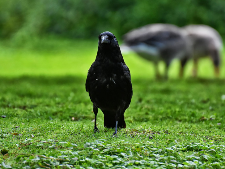 Der Vogel des Jahres wird gesucht. Wird es ein Rabe ? (Symbolbild)