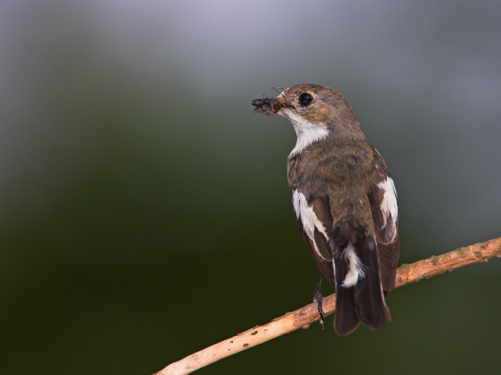 Der Trauerschnäpper möchte Vogel des Jahres werden.
