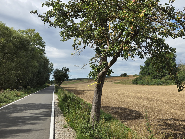 An der Fahrradstraße zwischen Immenrode und Wöltingerode markieren die Gelben Bänder bereits Pflückstellen.