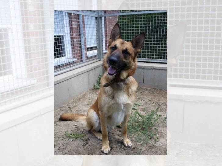 Kobra sucht erfahrene Hundehalter.