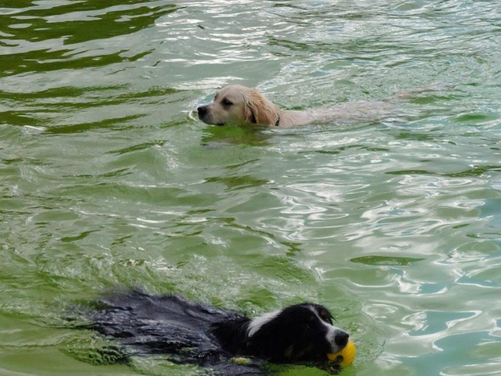 An dem Tag dürfen auch die Vierbeiner eine Runde im kühlen Nass des Freibades drehen und sich austoben.
