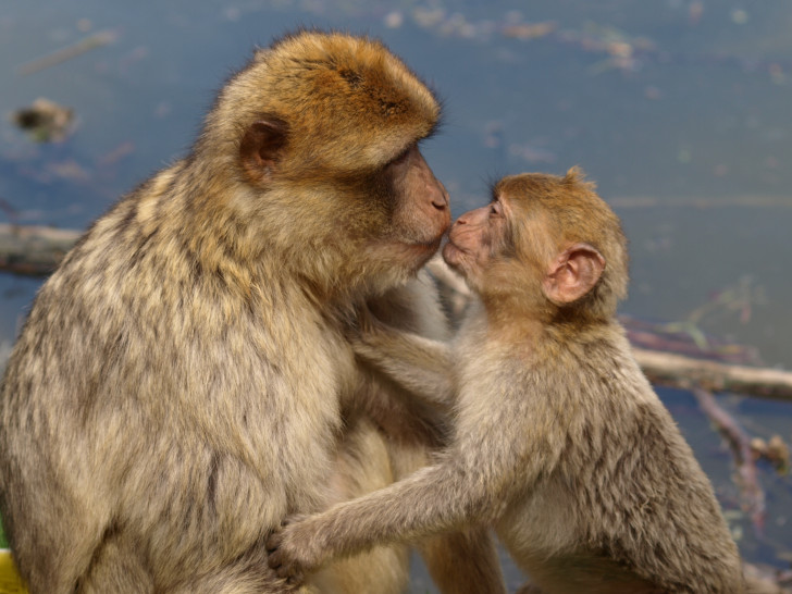 Heute leben Berberaffen fast nur noch in Nordafrika in freier Wildbahn. Vor 300.000 Jahren gab es sie aber auch in unserer Region.