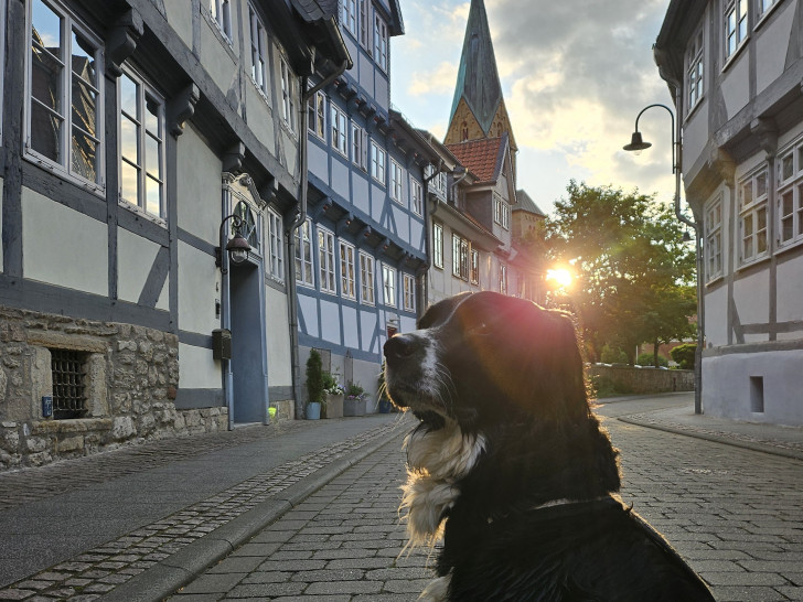 Im Oktober findet in Wolfenbüttel ein Tiersegnungsgottesdienst statt.