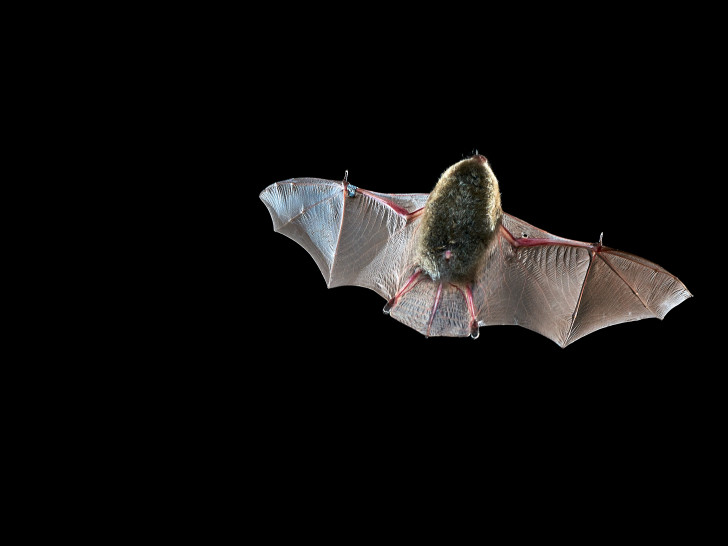 Fledermaus im Flug.