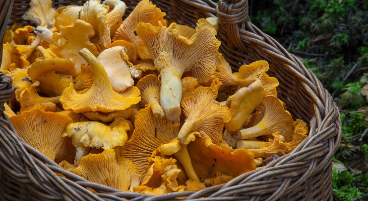 Herbstliche Pilzsuche: Tipps für sicheres Sammeln
