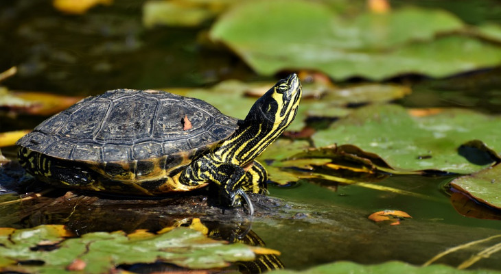 Niedersachsen: Exotische Schildkröten als Bedrohung für heimische Gewässer