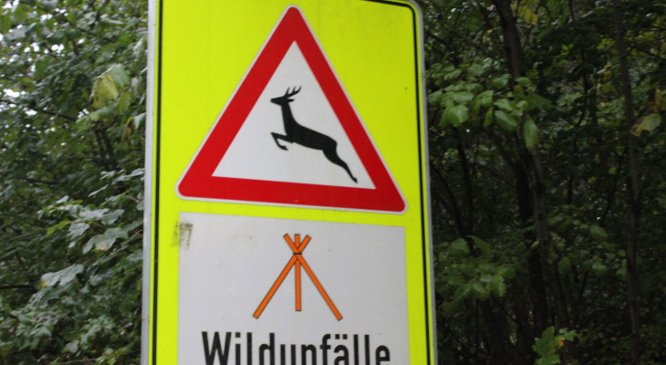 Zeitumstellung bringt Gefahren: Wildwechsel erhöht Unfallrisiko
