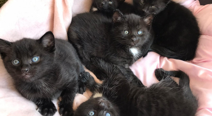 Einzelkatze oder Paar? So treffen Halter die richtige Wahl