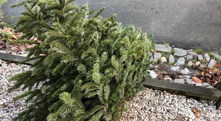 Zweites Leben: So kann der Weihnachtsbaum verwertet werden