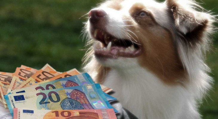 Hundehalter aufgepasst: So gibt es für den besten Freund Geld zurück