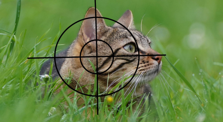 Neues Jagdgesetz: Katzen dürfen in Niedersachsen weiter abgeschossen werden