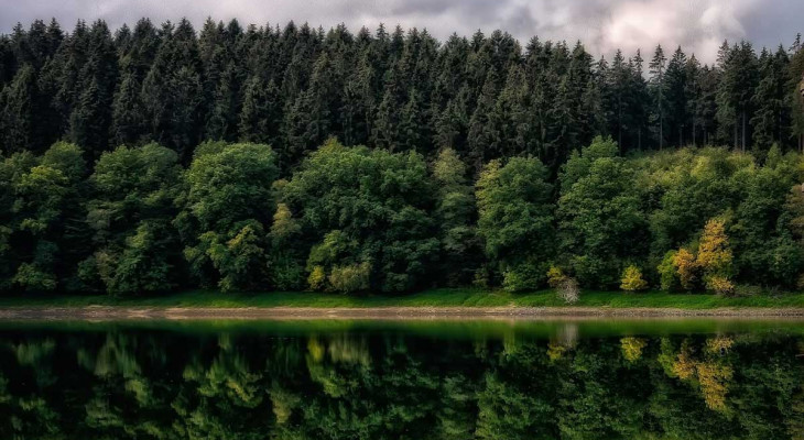 Neues digitales Angebot: Moore, Urwälder und Felsen im Harz neu entdecken