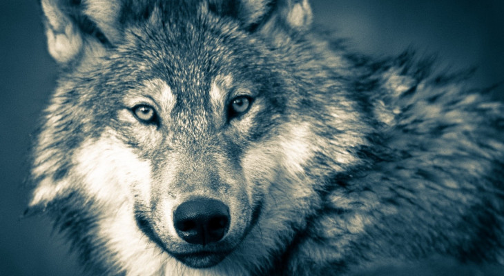 Wolf wird ins Bundesjagdgesetz aufgenommen