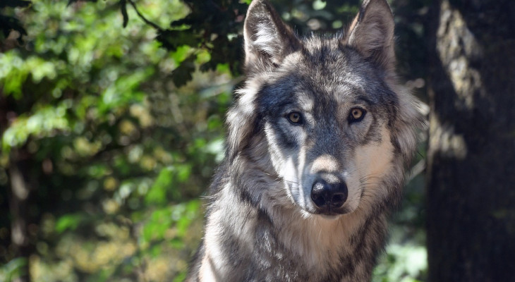 Wolf im Stadtwald gesichtet: So verhalten Sie sich richtig