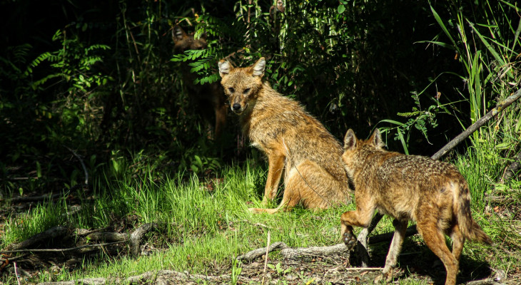 Vorne Fuchs, hinten Wolf: Dieses Raubtier breitet sich immer weiter aus