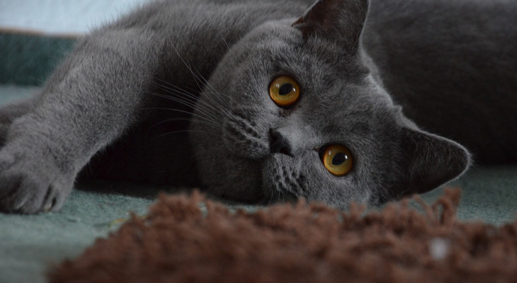 Katzen-Schnurren: Nicht immer nur Ausdruck von Wohlbefinden